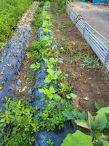 팜모닝 배추·파종•정식 게시글 이미지