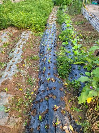 이원우님의 배추 · 파종•정식 작성글 사진