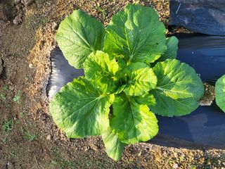 남원여시님의 배추 · 일상 작성글 사진