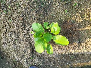 남원여시님의 배추 · 일상 작성글 사진