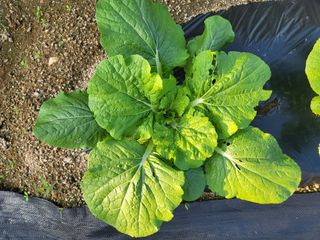 남원여시님의 배추 · 일상 작성글 사진