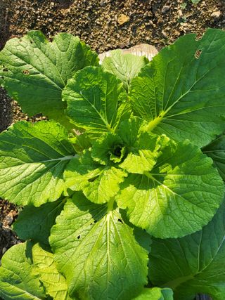 남원여시님의 배추 · 일상 작성글 사진