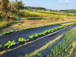 남원여시님의 배추 · 일상 작성글 사진