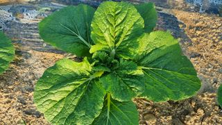 곽행남님의 배추 · 일상 작성글 사진