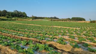 곽행남님의 배추 · 일상 작성글 사진