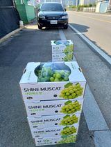 팜모닝 포도·영농일지 게시글 이미지