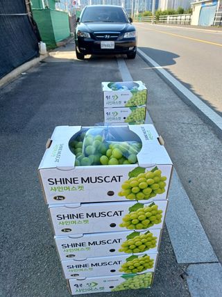 알 수 없음님의 포도 · 영농일지 작성글 사진