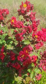 팜모닝 ↑ 윷놀이 하고 추석덕담 하기·참여글 게시글 이미지