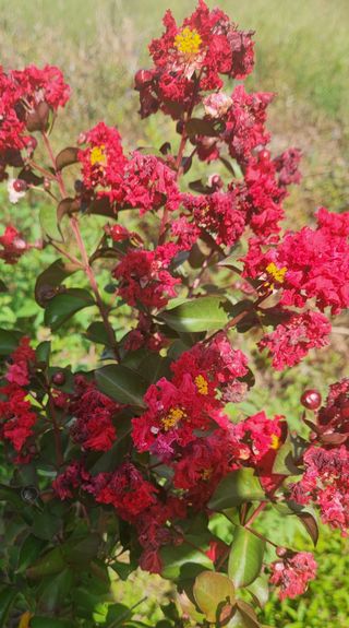 이재오님의 ↑ 윷놀이 하고 추석덕담 하기 · 참여글 작성글 사진
