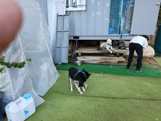 장상식님의 ↑ 윷놀이 하고 추석덕담 하기 · 참여글 작성글 사진