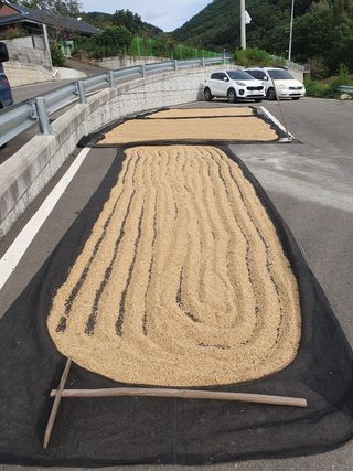 윤태경님의 벼 · 영농일지 작성글 사진