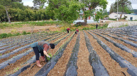 사랑꽃농장님의 장터 판매 상품 [맛좋은 이찌 하루까 10kg] 첨부 사진