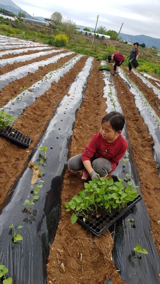 사랑꽃농장님의 장터 판매 상품 [맛좋은 이찌 하루까 10kg] 첨부 사진
