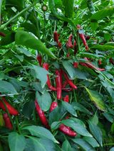 팜모닝 ↑ 윷놀이 하고 추석덕담 하기·참여글 게시글 이미지