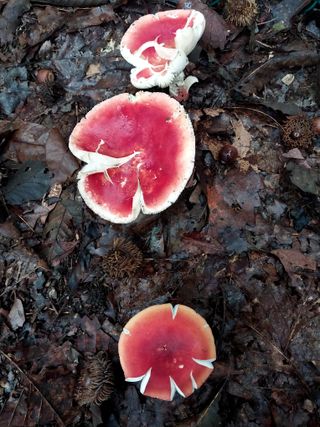 배추21924님의 자유주제 · 자유게시판 작성글 사진