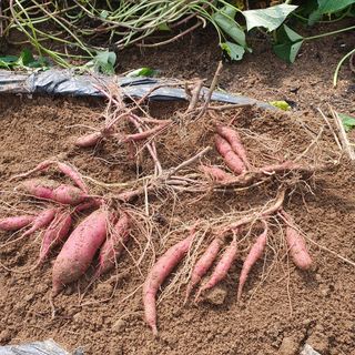 이소영님의 고구마 · 영농일지 작성글 사진