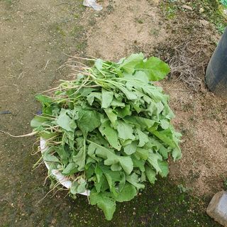 이소영님의 양배추 · 영농일지 작성글 사진