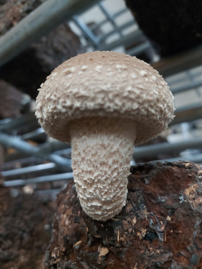 이경희님의 장터 판매 상품 [송이향이 가득한 송향버섯 식당용 가정용 선물용] 첨부 사진