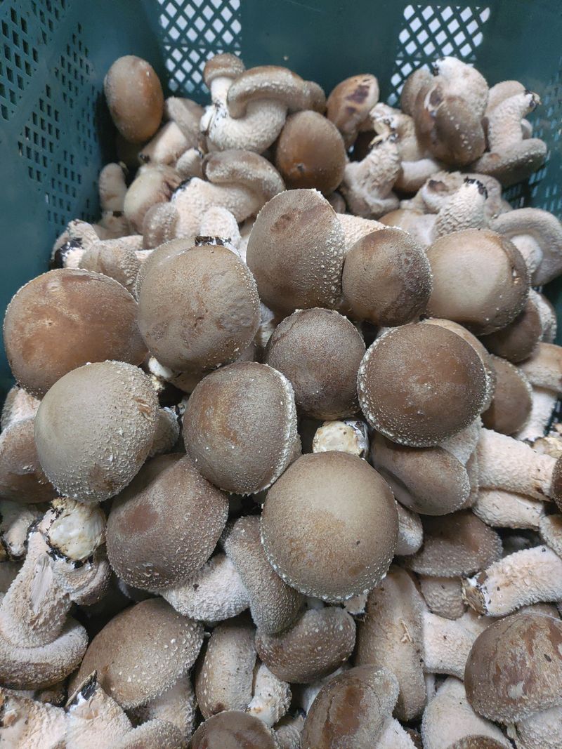 이경희님의 장터 판매 상품 [송이향이 가득한 송향버섯 식당용 가정용 선물용] 첨부 사진