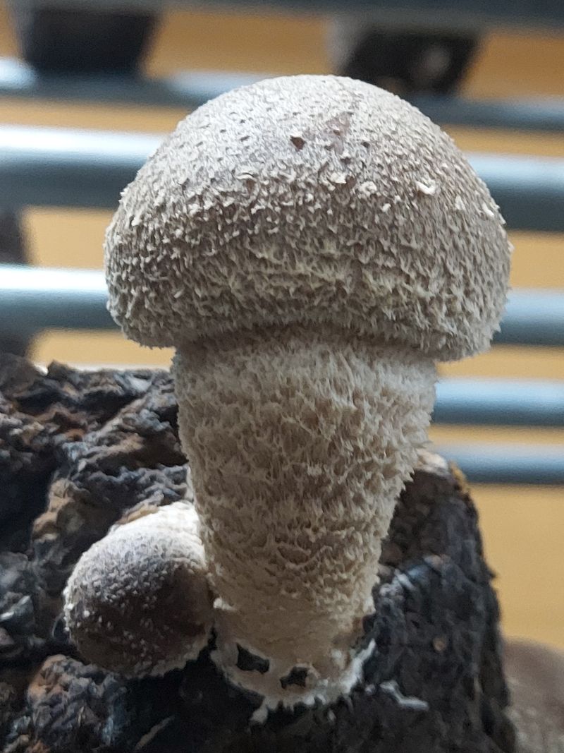 장터 상품 [송이향이 가득한 송향버섯 식당용 가정용 선물용] 썸네일