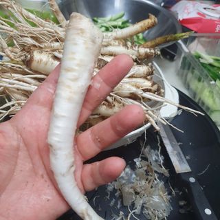 이소영님의 양배추 · 영농일지 작성글 사진