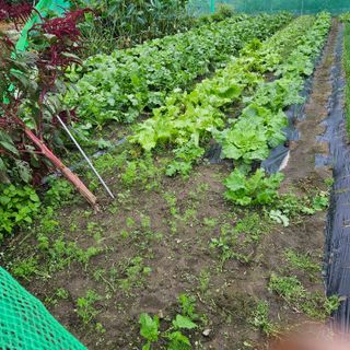 귤7305이석팔님의 ↑ 윷놀이 하고 추석덕담 하기 · 참여글 작성글 사진