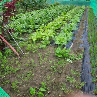 귤7305이석팔님의 ↑ 윷놀이 하고 추석덕담 하기 · 참여글 작성글 사진