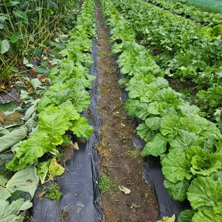귤7305이석팔님의 ↑ 윷놀이 하고 추석덕담 하기 · 참여글 작성글 사진
