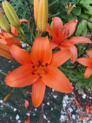 이봉석님의 ↑ 윷놀이 하고 추석덕담 하기 · 참여글 작성글 사진