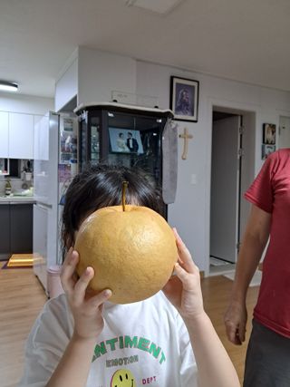 서상기 은퇴농장님의 배 · 수확 작성글 사진