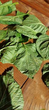 팜모닝 들깨·병해충상담 게시글 이미지