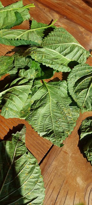 위옥환 님의 들깨 · 병해충상담 작성글 사진