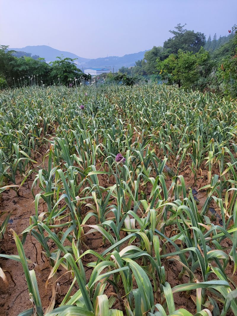 장터 상품 [코끼리마늘 ] 썸네일