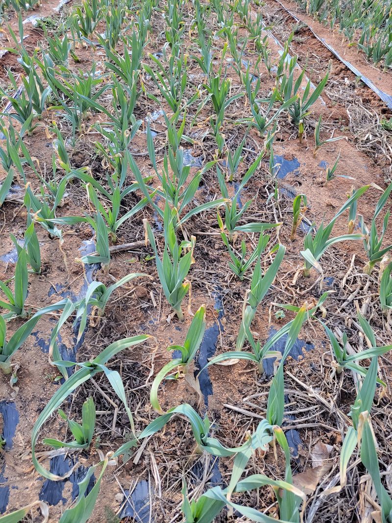 박정희 님의 장터 판매 상품 [코끼리마늘 ] 첨부 사진