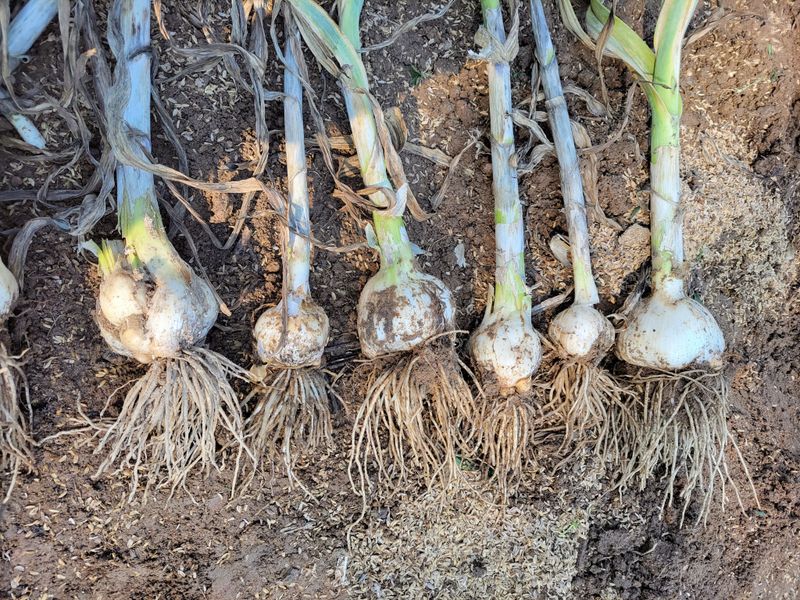 박정희 님의 장터 판매 상품 [코끼리마늘 ] 첨부 사진