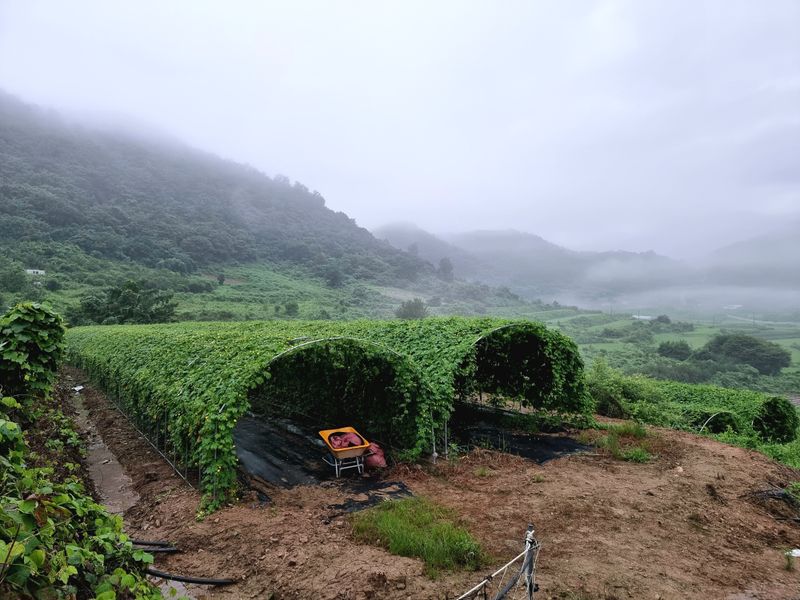 장터 상품 [오늘은 여주수확1,400kg 했습니다] 썸네일