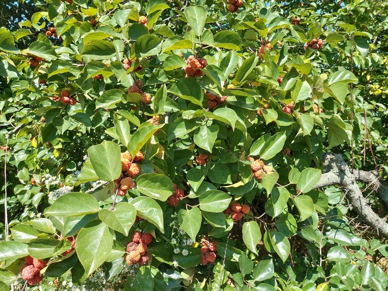 장만형님의 장터 판매 상품 [ 울타리용 꾸지뽕묘목] 첨부 사진