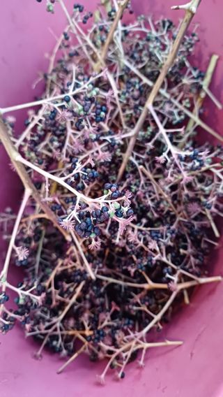 향촌님의 두릅 · 품종•종자 작성글 사진