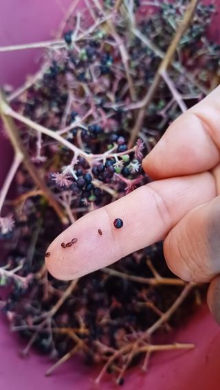 향촌님의 두릅 · 품종•종자 작성글 사진