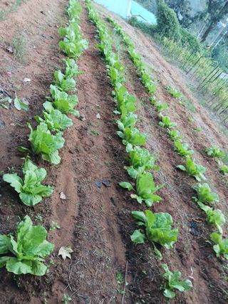 조현길님의 배추 · 일상 작성글 사진
