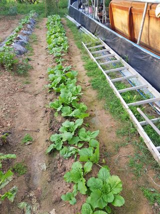 함평초보농민김지선님의 콩 · 영농일지 작성글 사진