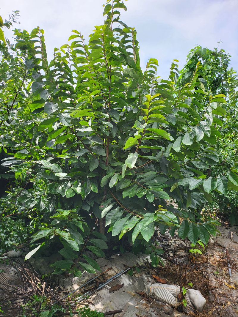 장금이1님의 장터 판매 상품 [포포열매말랭이 300g  39.000] 첨부 사진