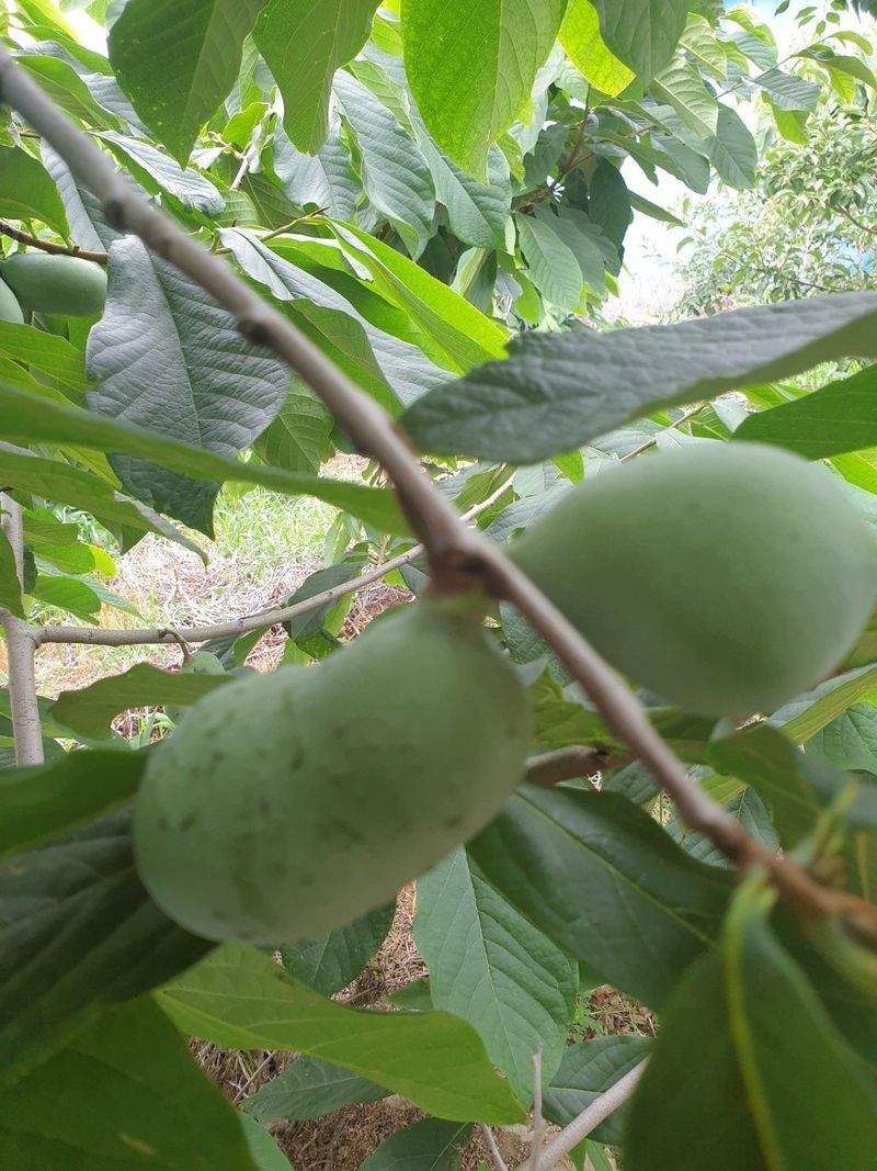 장금이1님의 장터 판매 상품 [포포열매말랭이 300g  39.000] 첨부 사진