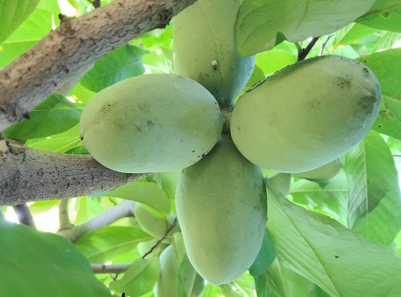 장금이1님의 장터 판매 상품 [포포열매말랭이 300g  39.000] 첨부 사진