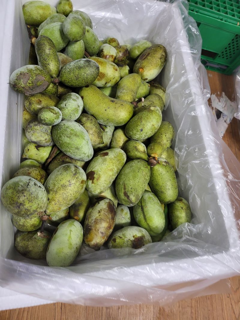 장금이1님의 장터 판매 상품 [포포열매말랭이 300g  39.000] 첨부 사진