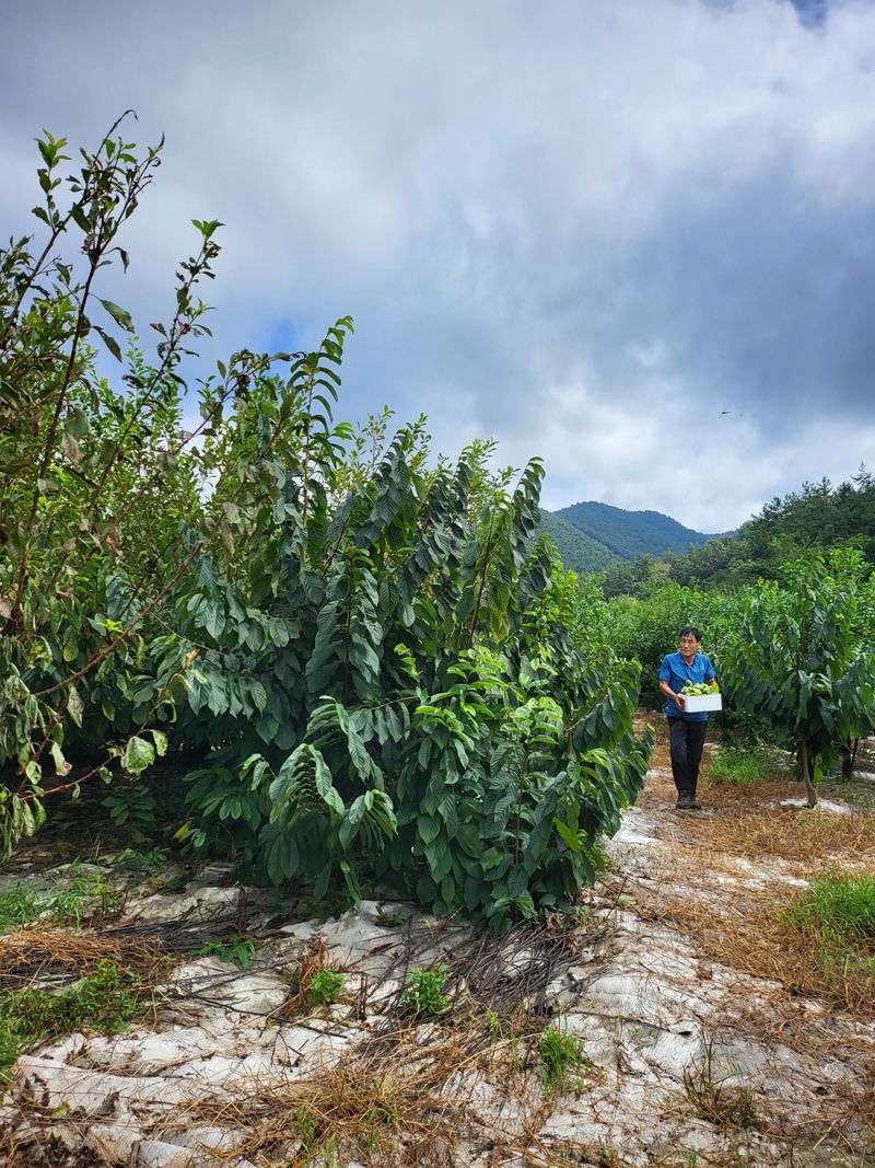 장금이1님의 장터 판매 상품 [포포열매말랭이 300g  39.000] 첨부 사진