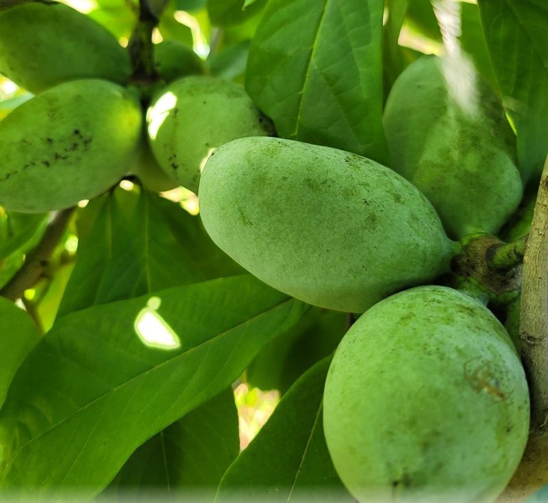 장금이1님의 장터 판매 상품 [포포열매말랭이 300g  39.000] 첨부 사진
