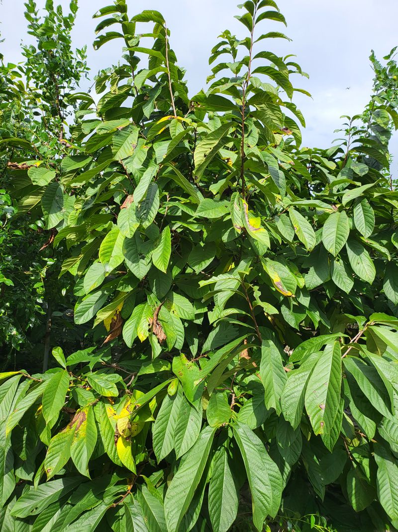 장금이1님의 장터 판매 상품 [포포열매말랭이 300g  39.000] 첨부 사진