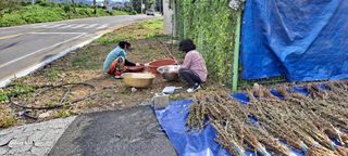 사천시향촌동 돼지띠님의 벼 · 자유게시판 작성글 사진