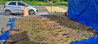 사천시향촌동 돼지띠님의 벼 · 자유게시판 작성글 사진